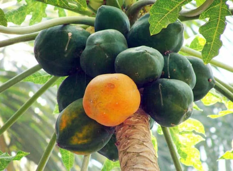 planta de papaya